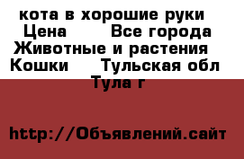 кота в хорошие руки › Цена ­ 0 - Все города Животные и растения » Кошки   . Тульская обл.,Тула г.